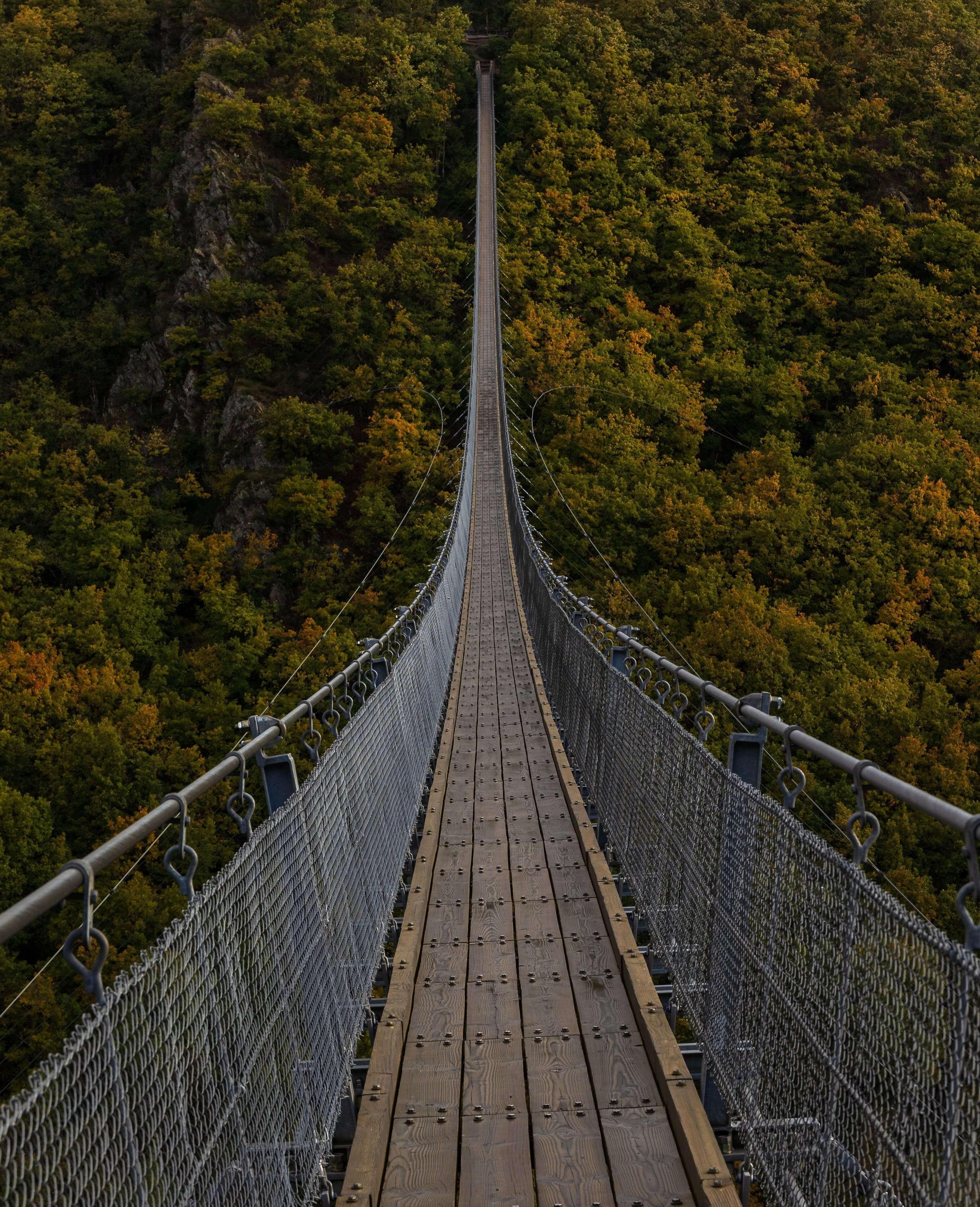A long bridge, over the forest